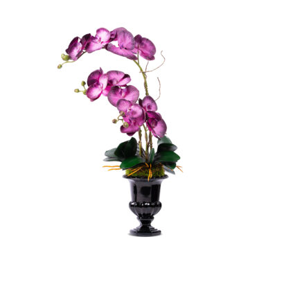 Orchids In A Tall, Elegant Black Glass Vase