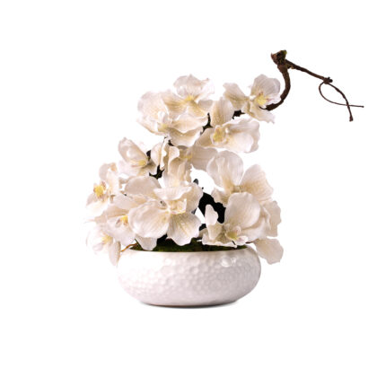 Vanda Orchids A Touch of Elegance in Ceramic vase