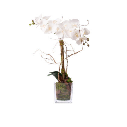 Square Vase Orchid Arrangement With Stones & Leaves